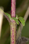 Snow squarestem